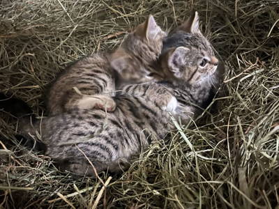 Bild 60 aus  Allamoarhof