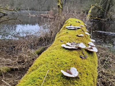 Bild 167 aus  Zehentnerhof