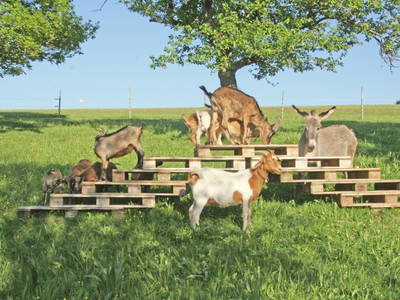 Bild 14 aus  Backhaus Grüntal