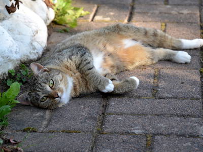 Bild 7 aus  Ferienhaus Abtsroda