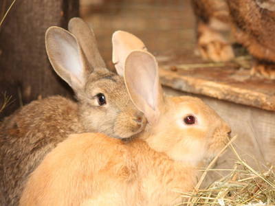 Bild 29 aus  Fenwick Farm