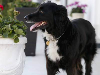 Bild 19 aus  Ferienhof & Ferienwohnungen Büller