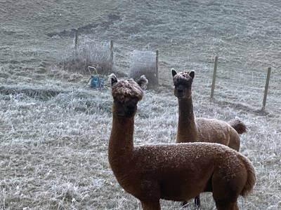 Bild 93 aus  Biohof Kroisleitner