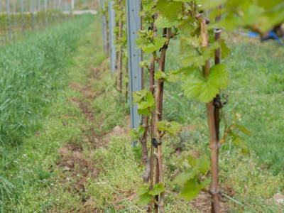 Bild 44 aus  Weingut & Gästehaus D&D Haider