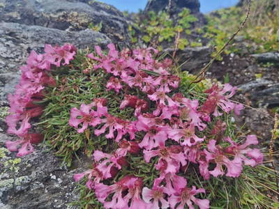 Bild 100 aus  Almhütte Pucher