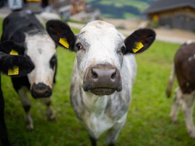 Bild 22 aus  Bauernhof Streitenau