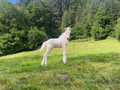 Bild 34 aus Reiterhof Suassbauer