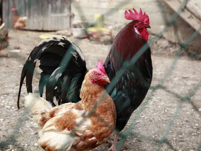 Bild 237 aus  Hoanz´nhof