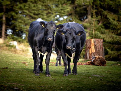 Bild 168 aus  Bischofhütten