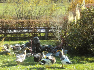 Bild 25 aus  Landhaus Gasteiner