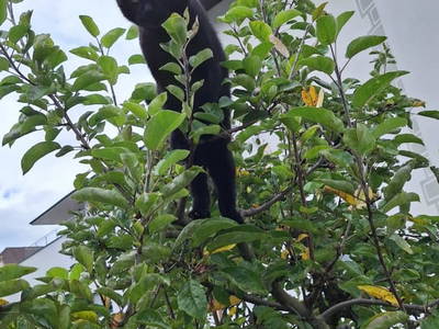 Bild 167 aus  Landhaus Zangerl - Kobelerhof