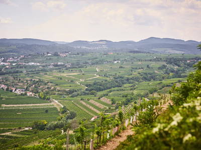 Bild 61 aus  Schmankerl und Gast Heiderer