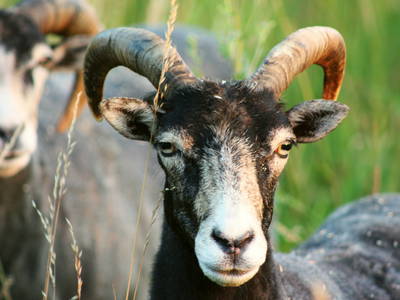 Bild 25 aus  Forsthof Niendorf