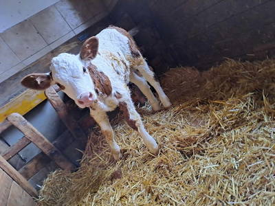 Bild 37 aus  Eckwaldhütten Leitengut