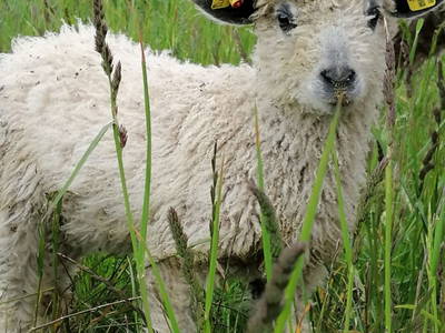 Bild 76 aus  Biohof Kroisleitner