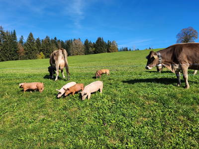 Bild 30 aus  Blickfang Bregenzerwald