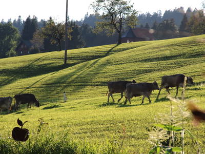 Bild 23 aus  SONNENHOF MAURER