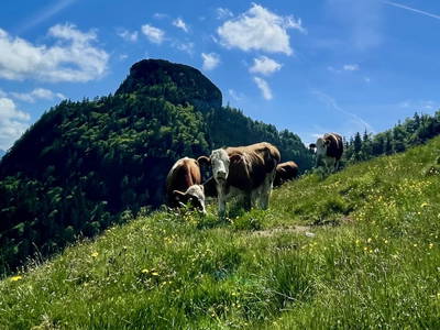 Bild 36 aus  Raineralm