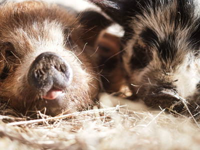 Bild 32 aus  Meissnitzerhof