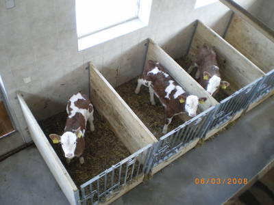 Bild 32 aus  Rußbachbauer