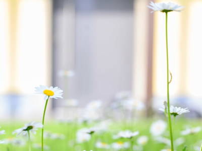 Bild 49 aus  Landhaus Sofie