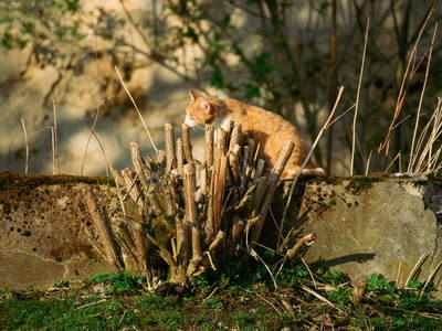 Bild 42 aus  St. Annahof