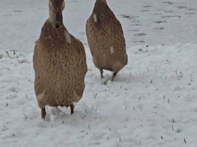 Bild 34 aus  Granbichlhof