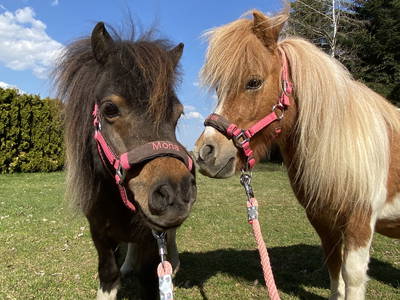 Bild 32 aus  Ferien-Landhaus-Isolde