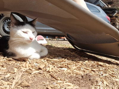 Bild 48 aus  Langenhof im Schwarzwald bei Oppenau