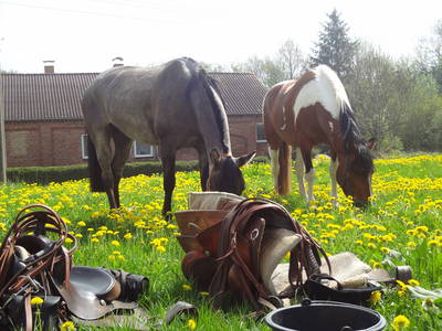 Bild 22 aus  FerienGut Dalwitz     www.feriengutdalwitz.de