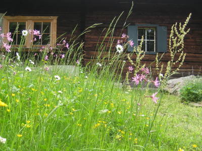 Bild 30 aus  Größingalm