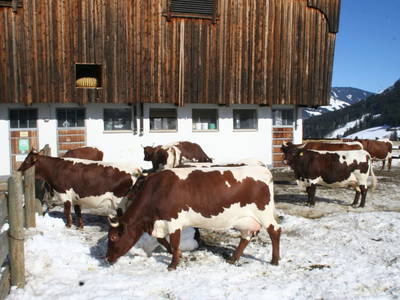 Bild 17 aus  Feriengut Hasenau