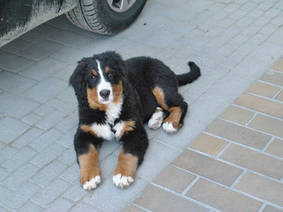 Bild 39 aus  Isländerhof Köck vlg. Kristanhof