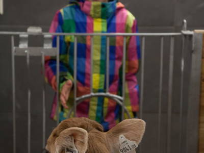 Bild 52 aus  Lodges Bernardes