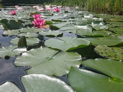 Bild 25 aus  Biohof Schmidbauer