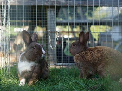 Bild 48 aus  Bauernhof Bertsch