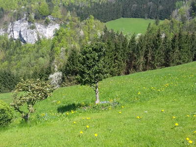 Bild 39 aus  Kräuterhof Miesrigl