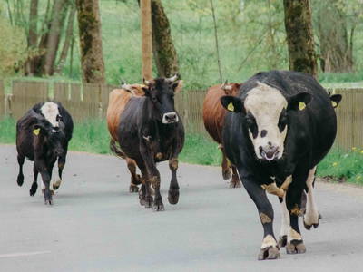 Bild 11 aus  Reit-, Pensions- und Ferienhof Zehendner