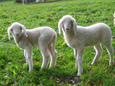 Bild 16 aus  Bauniglerhof