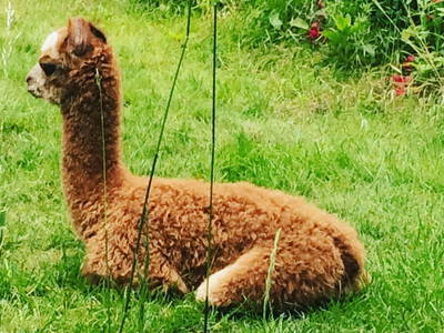 Bild 16 aus  Luminohof