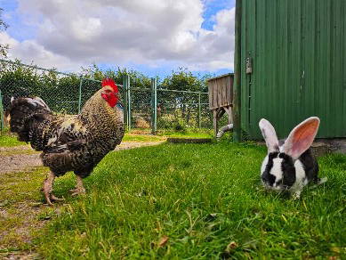 Bild 24 aus  Ferienhof Schnoor