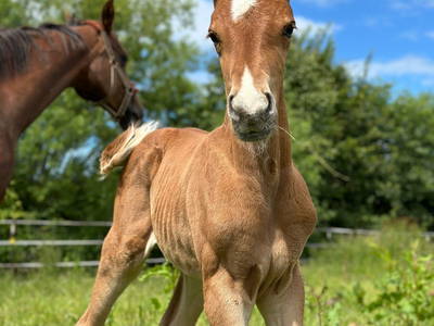 Bild 13 aus  Premium - Ferienhof Lunau