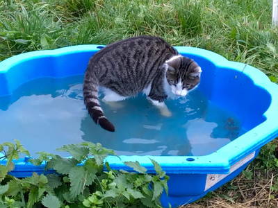 Bild 6 aus  Familienbauernhof Faß