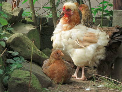 Bild 4 aus  Naurather Ferienhof