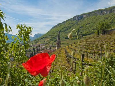 Bild 15 aus  Ferienwohnungen Grabmayrhof