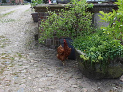 Hugoline flaniert auf dem Hof