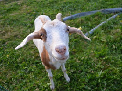 Bild 10 aus  Sigmundenhof