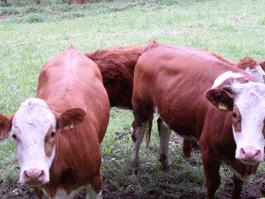 Bild 6 aus  Rebbeshof