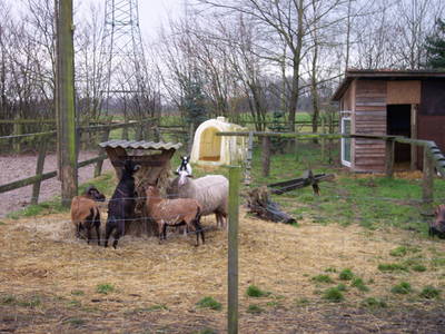 Bild 24 aus  Ferien & Freizeithof Meutstege