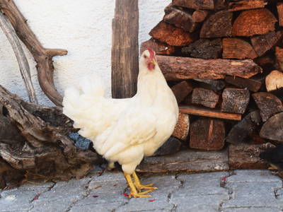 Bild 35 aus  Weidererhof